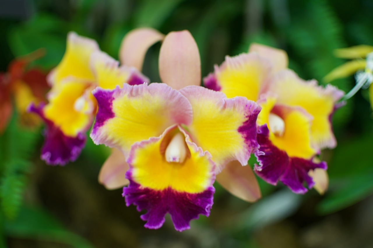 Caring For Your Voice Vital Voice And Speech